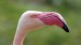 flamingoss