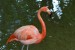 flamingo88