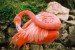 flamingo513